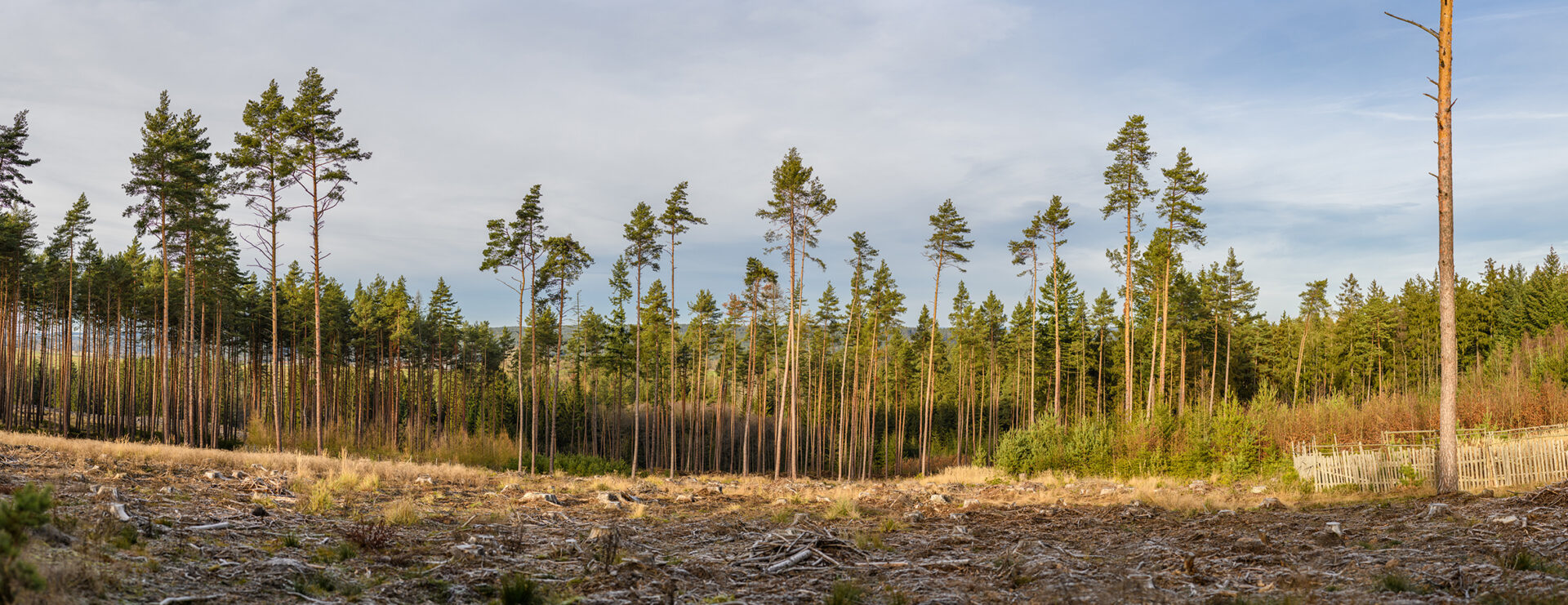 セラードの森林伐採はここ数カ月で16.5％増加し、科学者らを懸念している