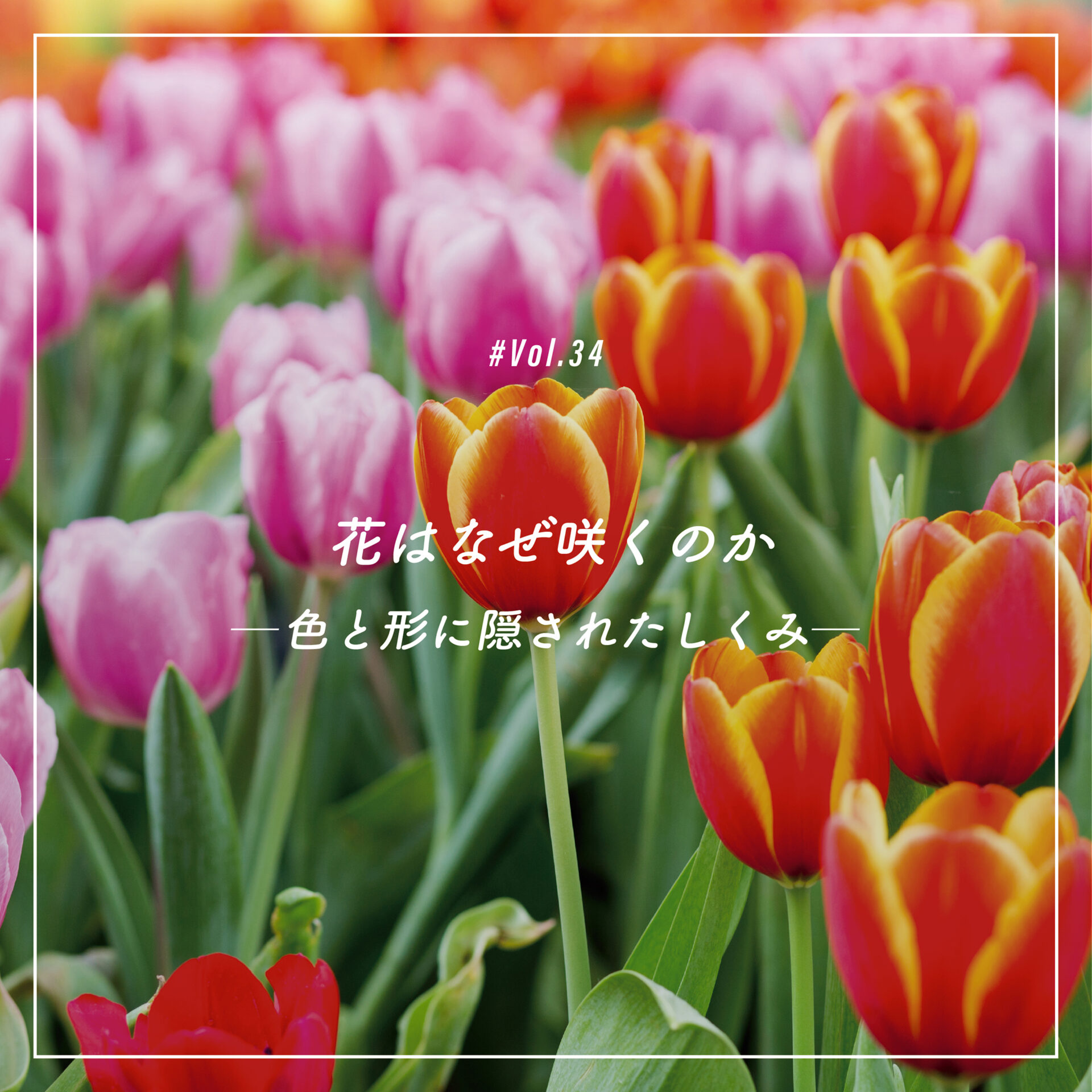 WEB MAG #34 花はなぜ咲くのか ─ 色と形に隠されたしくみ ─ | 院庄